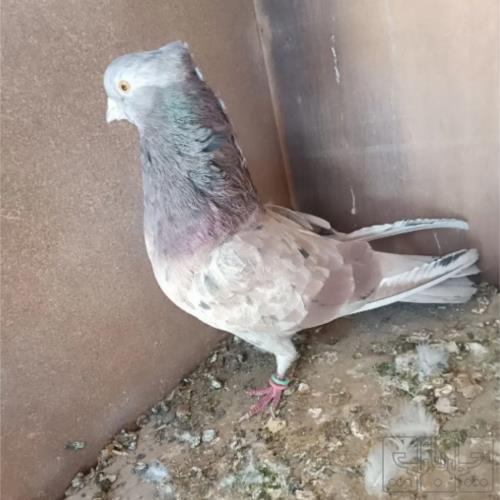 خانه و  آشپزخانه - حیوانات - پرندگان