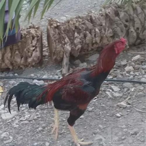 خانه و  آشپزخانه - حیوانات - پرندگان