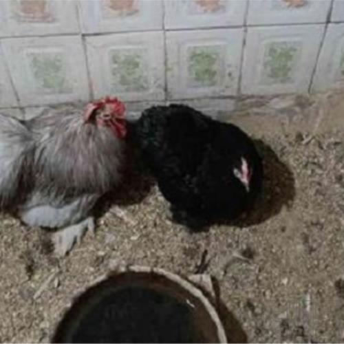 خانه و  آشپزخانه - حیوانات - پرندگان
