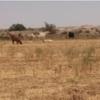خانه و  آشپزخانه - حیوانات - پستانداران