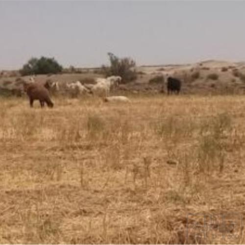 خانه و  آشپزخانه - حیوانات - پستانداران