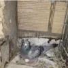 خانه و  آشپزخانه - حیوانات - پرندگان
