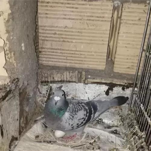 خانه و  آشپزخانه - حیوانات - پرندگان