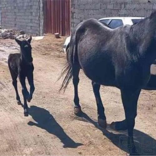 خانه و  آشپزخانه - حیوانات - پستانداران