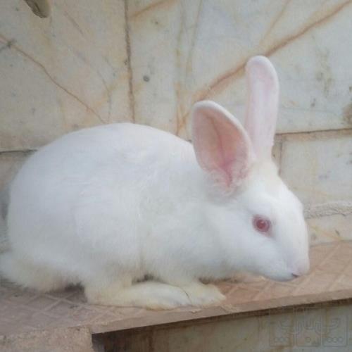 خانه و  آشپزخانه - حیوانات - پستانداران