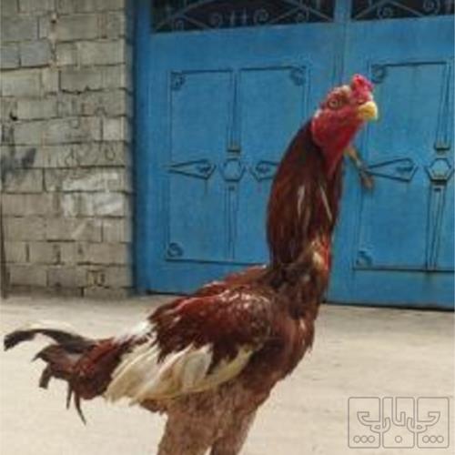 خانه و  آشپزخانه - حیوانات - پرندگان