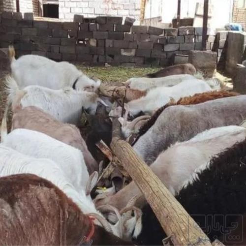 خانه و  آشپزخانه - حیوانات - پستانداران