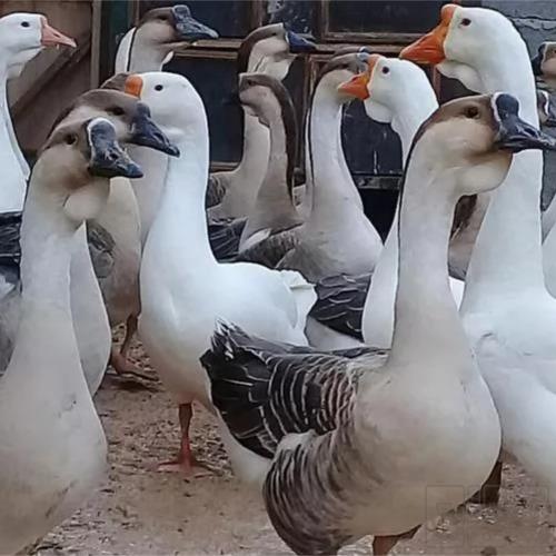 خانه و  آشپزخانه - حیوانات - پرندگان