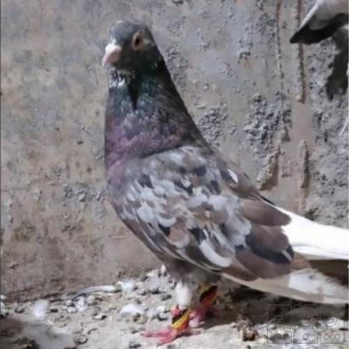 خانه و  آشپزخانه - حیوانات - پرندگان