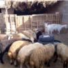 خانه و  آشپزخانه - حیوانات - پستانداران