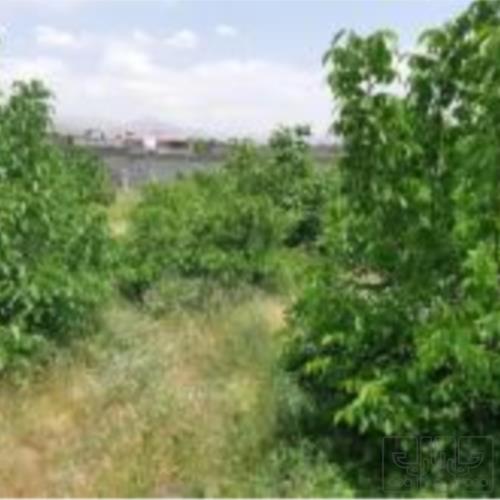 باغ و باغچه - انتقال مالکیت قطعی