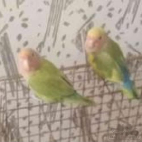 خانه و  آشپزخانه - حیوانات - پرندگان