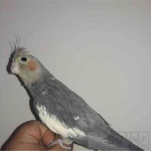 خانه و  آشپزخانه - حیوانات - پرندگان