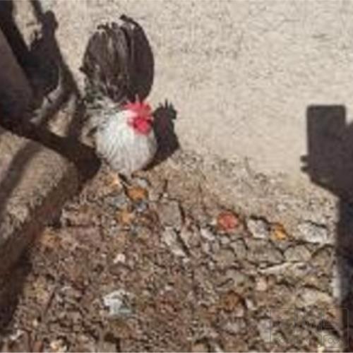 خانه و  آشپزخانه - حیوانات - پرندگان