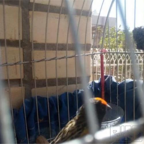 خانه و  آشپزخانه - حیوانات - پرندگان