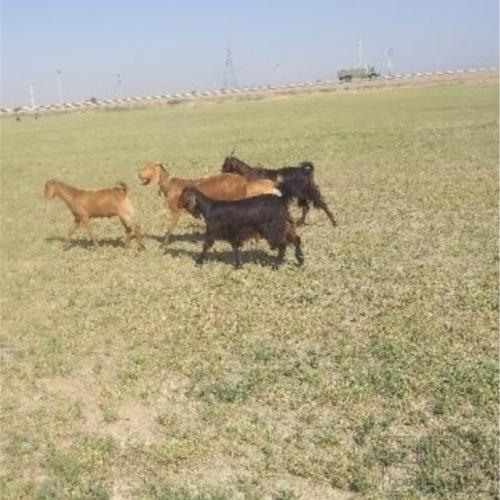 خانه و  آشپزخانه - حیوانات - پستانداران