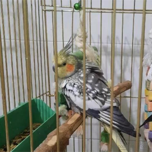 خانه و  آشپزخانه - حیوانات - پرندگان
