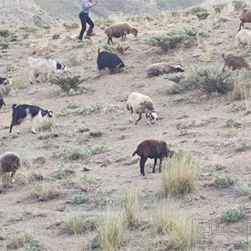 خانه و  آشپزخانه - حیوانات - پستانداران