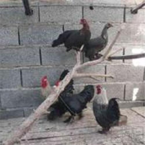 خانه و  آشپزخانه - حیوانات - پرندگان