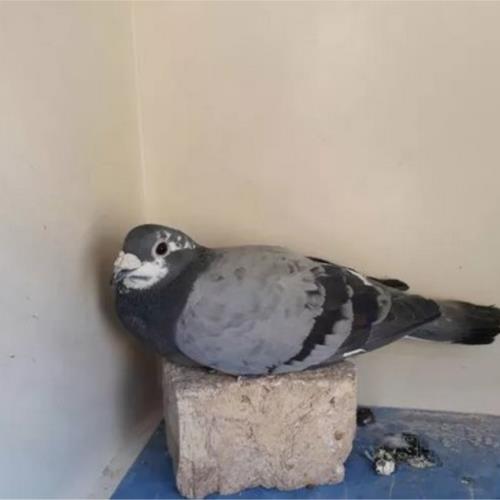 خانه و  آشپزخانه - حیوانات - پرندگان