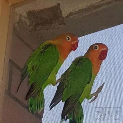 خانه و  آشپزخانه - حیوانات - پرندگان