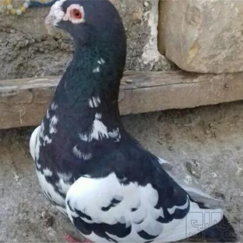 خانه و  آشپزخانه - حیوانات - پرندگان