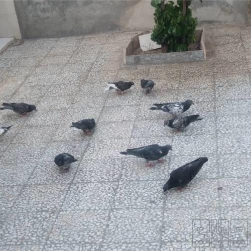 خانه و  آشپزخانه - حیوانات - پرندگان