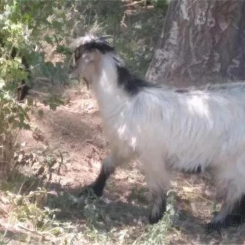 خانه و  آشپزخانه - حیوانات - پستانداران