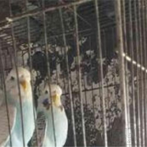 خانه و  آشپزخانه - حیوانات - پرندگان