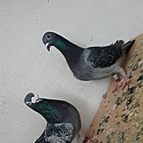 خانه و  آشپزخانه - حیوانات - پرندگان