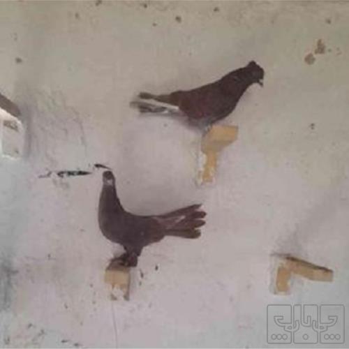 خانه و  آشپزخانه - حیوانات - پرندگان