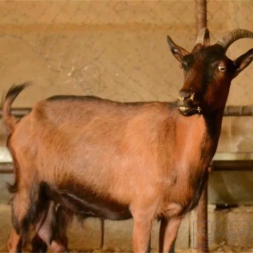 خانه و  آشپزخانه - حیوانات - پستانداران