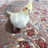 خانه و  آشپزخانه - حیوانات - پرندگان