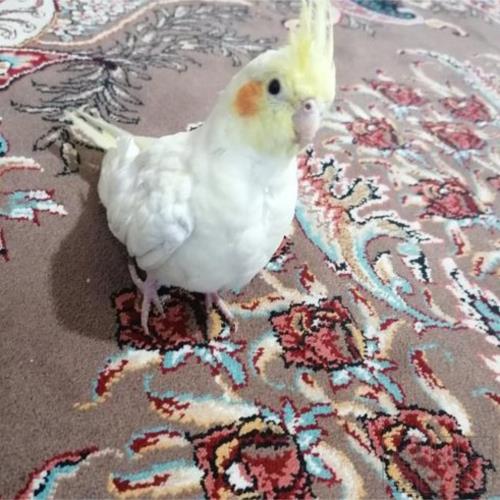 خانه و  آشپزخانه - حیوانات - پرندگان