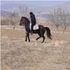خانه و  آشپزخانه - حیوانات - پستانداران