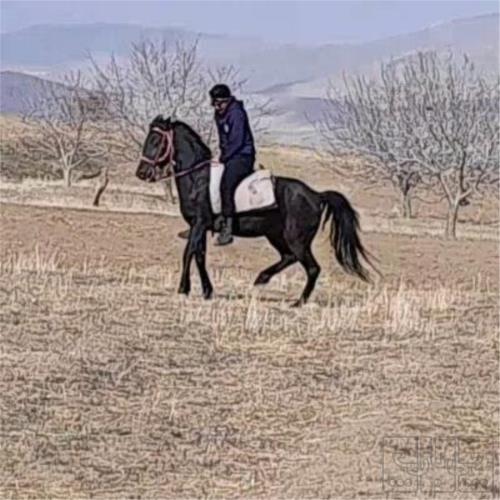 خانه و  آشپزخانه - حیوانات - پستانداران