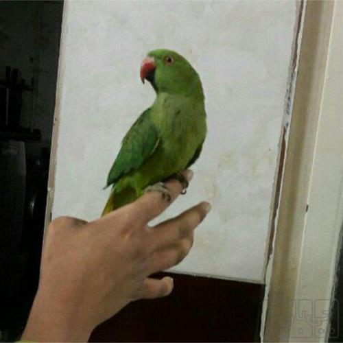 خانه و  آشپزخانه - حیوانات - پرندگان