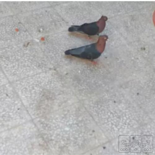 خانه و  آشپزخانه - حیوانات - پرندگان