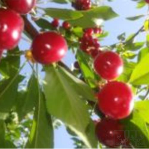 باغ و باغچه - انتقال مالکیت قطعی