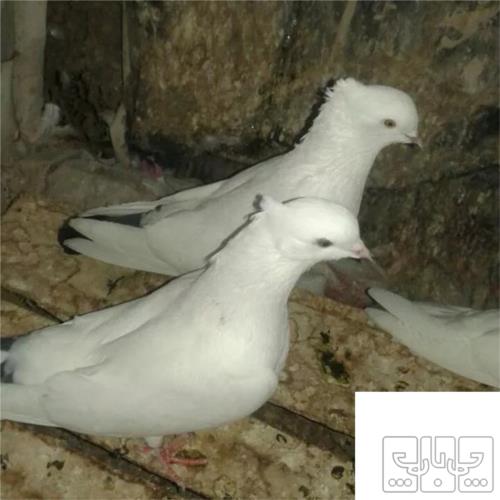 خانه و  آشپزخانه - حیوانات - پرندگان