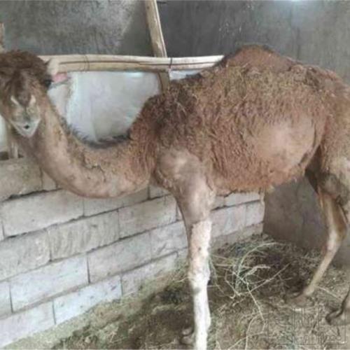 خانه و  آشپزخانه - حیوانات - پستانداران