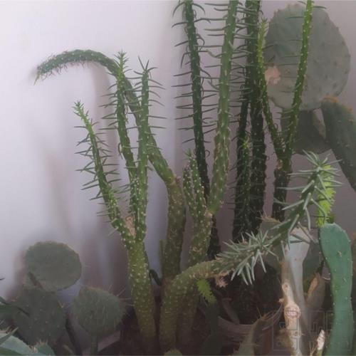 خانه و  آشپزخانه - باغبانی - گل و گیاه طبیعی