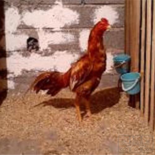 خانه و  آشپزخانه - حیوانات - پرندگان