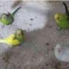 خانه و  آشپزخانه - حیوانات - پرندگان