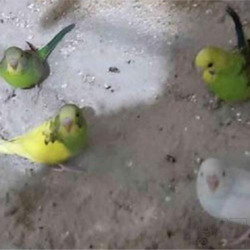 خانه و  آشپزخانه - حیوانات - پرندگان