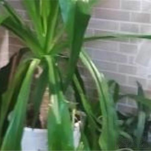 خانه و  آشپزخانه - باغبانی - گل و گیاه طبیعی