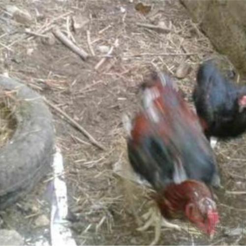 خانه و  آشپزخانه - حیوانات - پرندگان