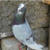 خانه و  آشپزخانه - حیوانات - پرندگان