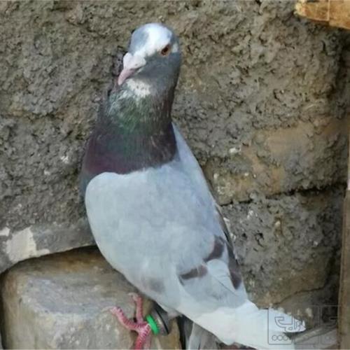 خانه و  آشپزخانه - حیوانات - پرندگان