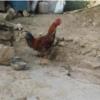 خانه و  آشپزخانه - حیوانات - پرندگان